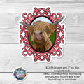 Silly Highland Cow